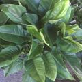 Imperial Green